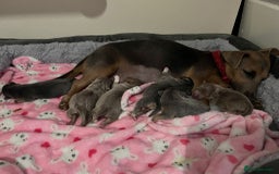 Jack Russell dogs for sale: Jack Russell puppies. - Image 7