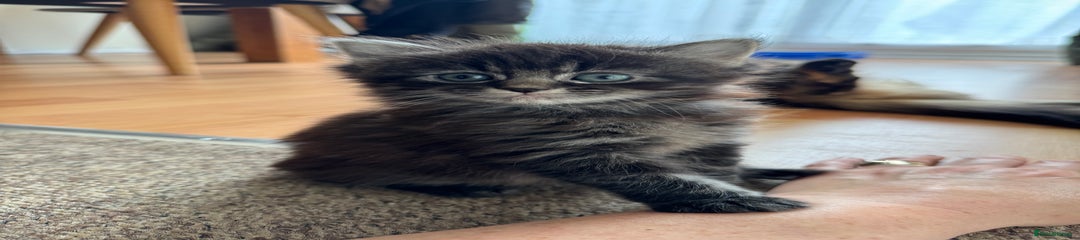 British Longhair Kitten female