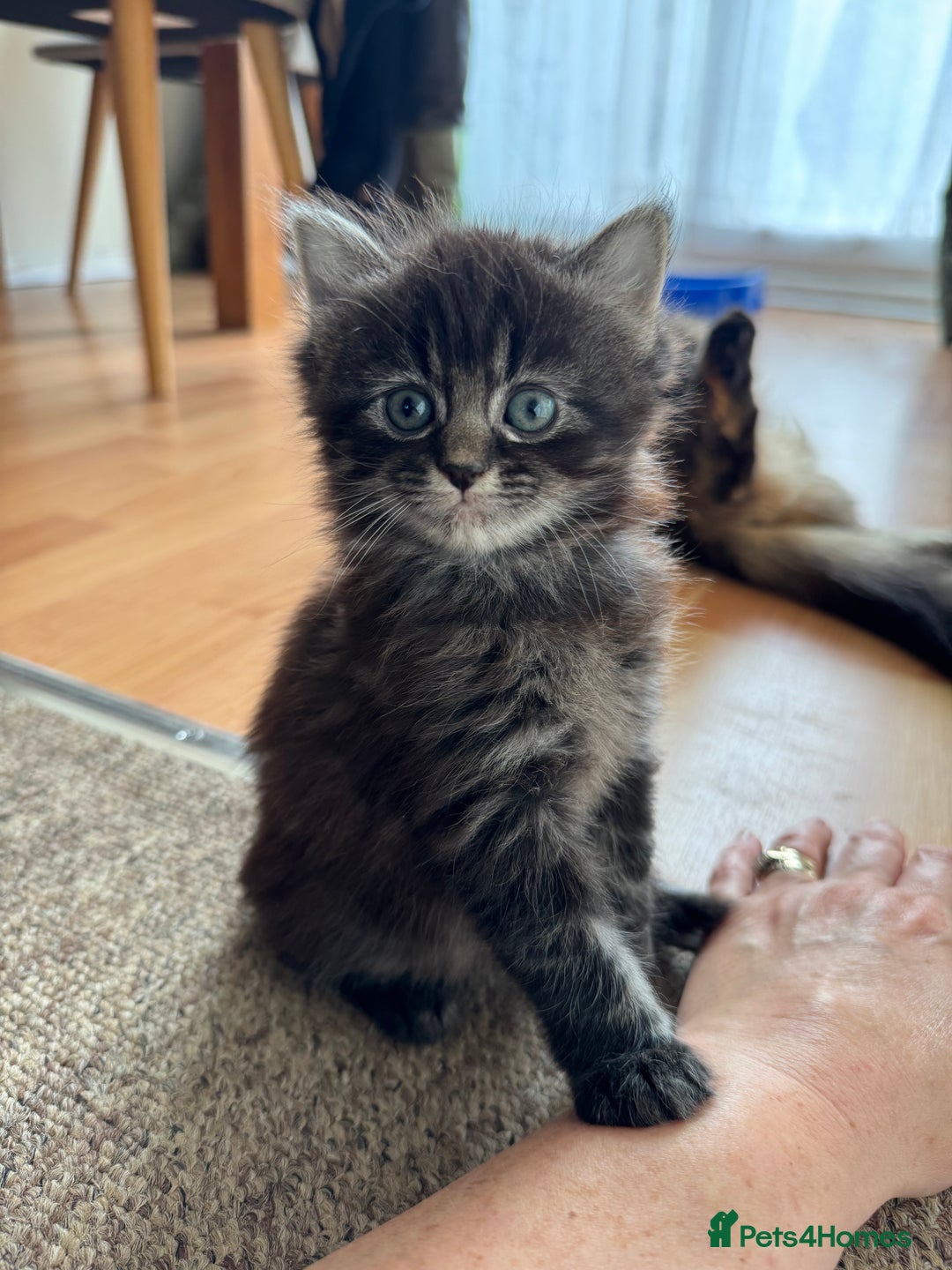 British Longhair cats for sale: Beautiful British longhair kittens - Image 3