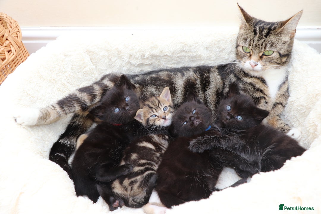 Mixed Breed cats for sale: Beautiful Kittens - Image 16