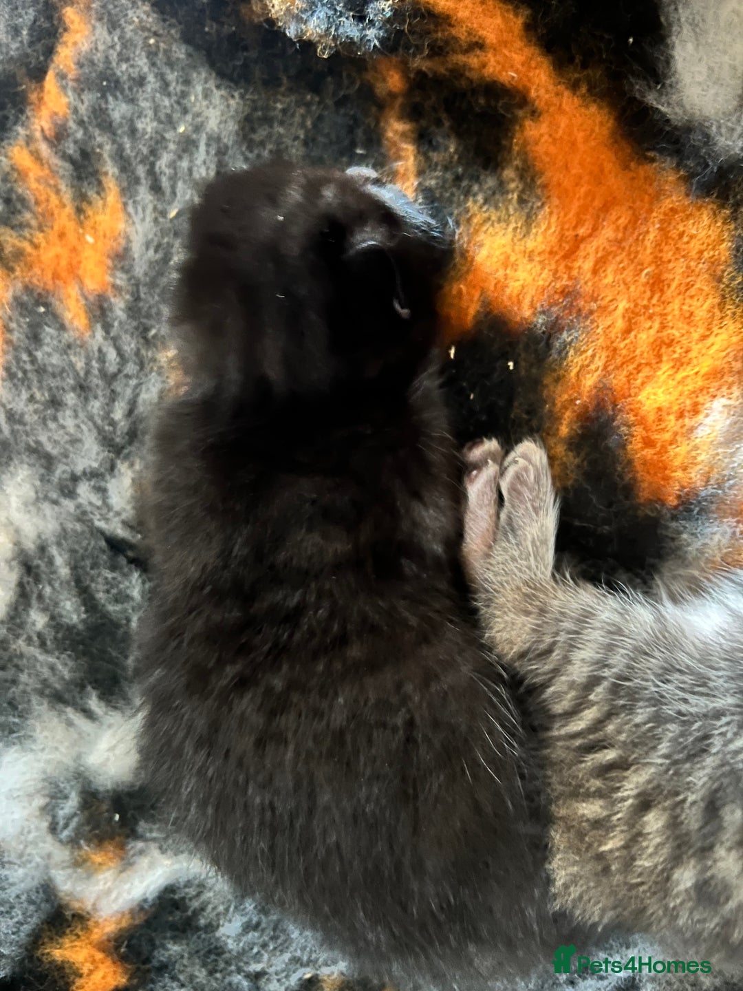 Domestic Shorthair cats for sale: 6 beautiful kittens for sale. - Image 12