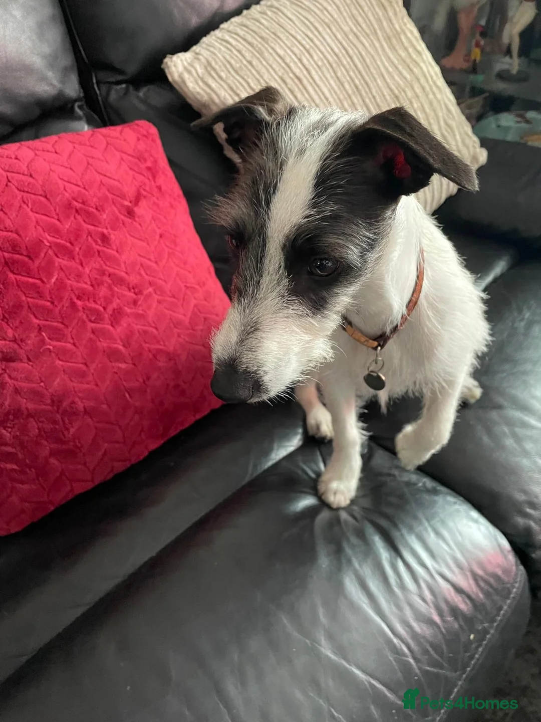 Mixed Breed dogs for sale: Lovely 8 month male Italian Greyhound x Terrier - Advert 2
