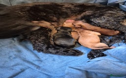 Cockapoo dogs for sale: F2 cockerpoo puppies  - Image 2
