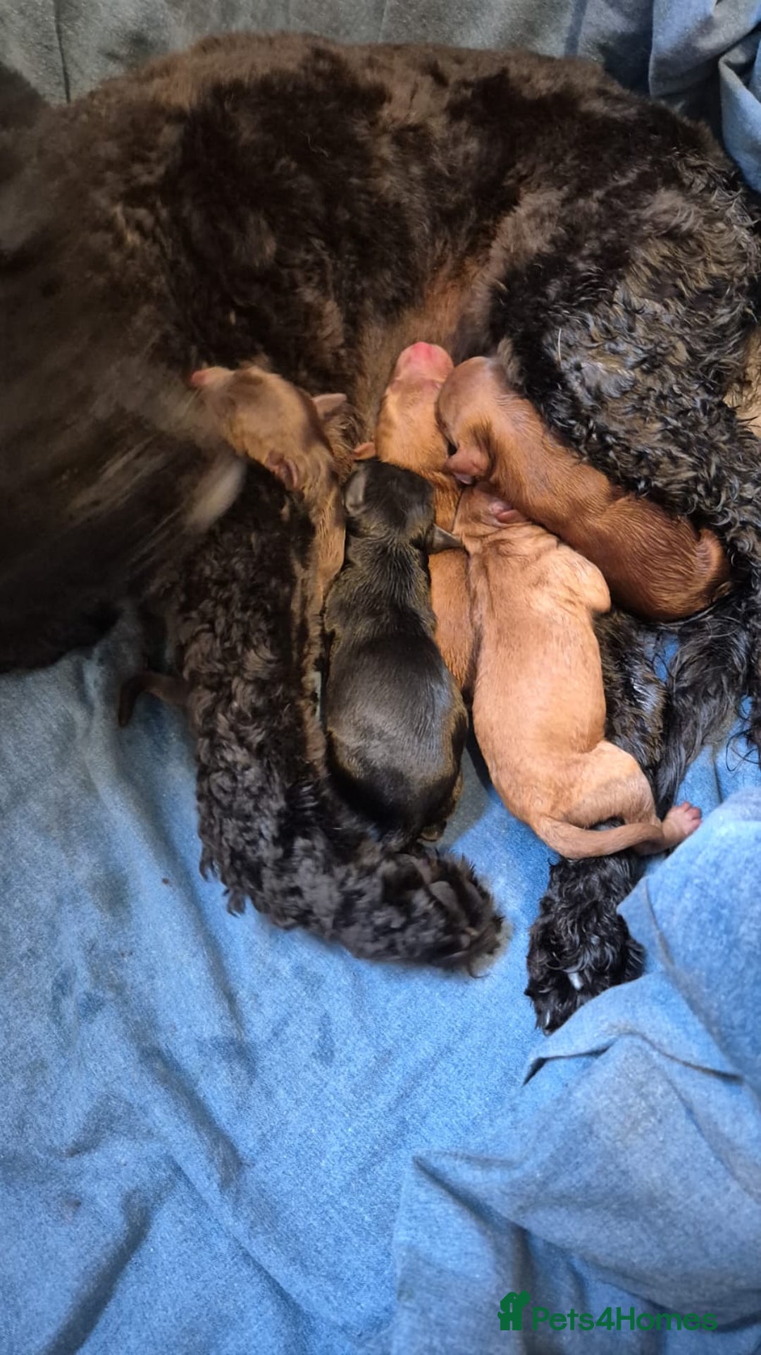 Cockapoo dogs for sale: F2 cockerpoo puppies  - Image 2