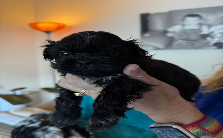 Shih Tzu dogs One boy Shih-Tzu looking for his forever family - Advert 5