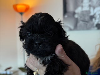 Shih Tzu dogs One boy Shih-Tzu looking for his forever family - Advert 14