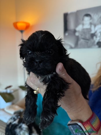 Shih Tzu dogs One boy Shih-Tzu looking for his forever family - Advert 5