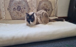 Ragdoll cats for sale: Oscar and barbe beautiful ragdol cats - Image 9