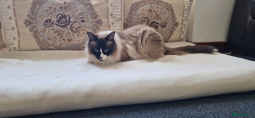 Ragdoll cats for sale: Oscar and barbe beautiful ragdol cats - Image 9