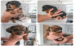 Miniature Dachshund dogs for sale: Minature dashshunds 2 boys 2 girls left - Image 2