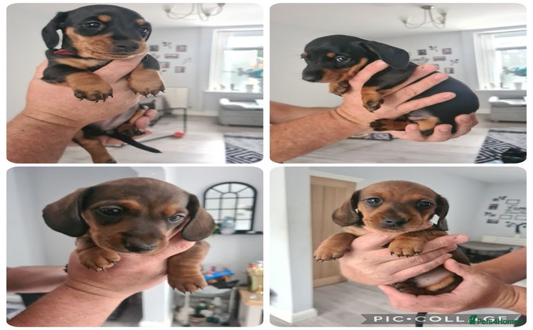 Miniature Dachshund dogs - Advert 3