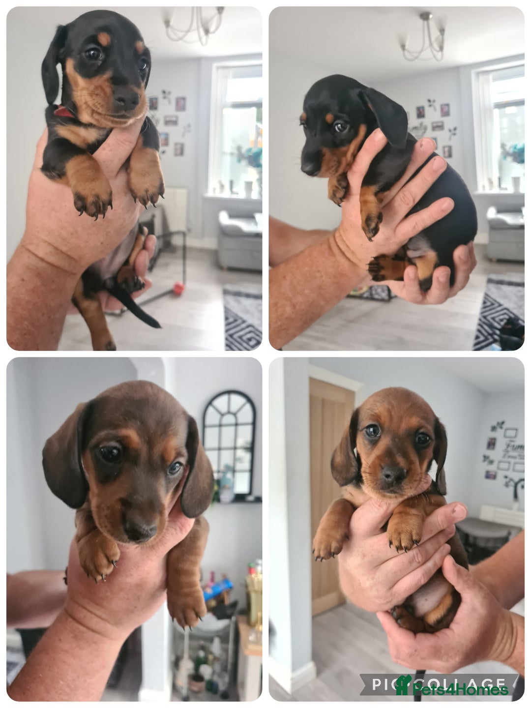 Miniature Dachshund dogs for sale: Minature dashshunds 2 boys 2 girls left - Image 2