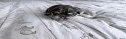 French Bulldog dogs for sale: Amazing quality French bulldog puppies  - Advert 11