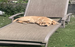 Labrador Retriever dogs for sale: Lab girl puppy  - Image 4