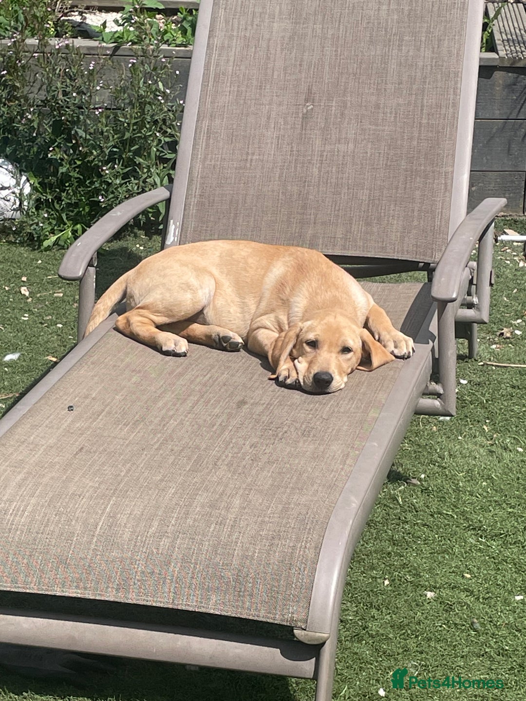 Labrador Retriever dogs for sale: Lab girl puppy  - Image 4