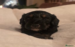 Cockapoo dogs for sale: F1 Minature Cockapoos - Image 1
