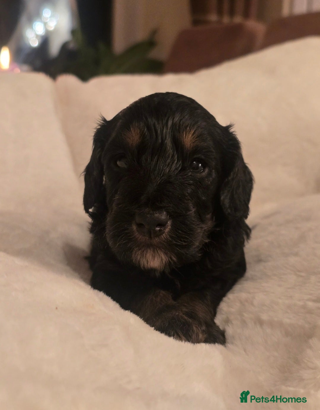 Cockapoo dogs for sale: F1 Minature Cockapoos - Image 1