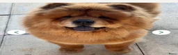 Chow Chow dogs for sale: Selling puppy - Advert 2