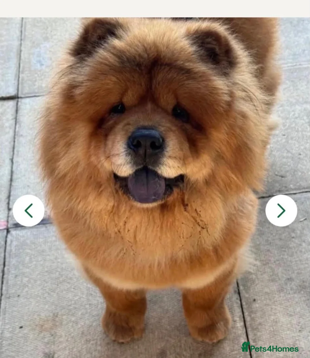 Chow Chow dogs for sale: Selling puppy - Advert 2
