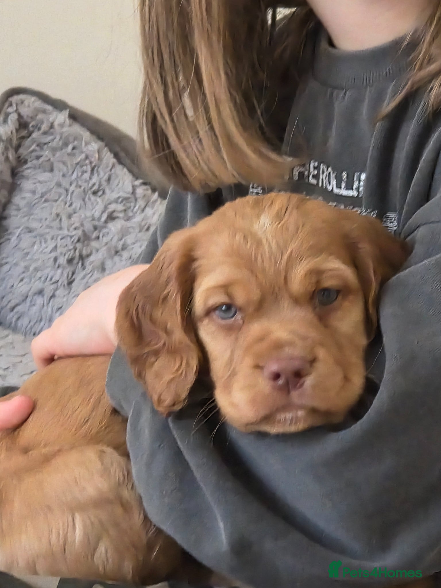 Cocker Spaniel dogs Cream and ginger cocker spaniels for sale - Advert 1