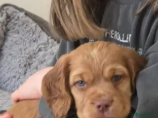 Cocker Spaniel dogs Cream and ginger cocker spaniels for sale - Advert 1