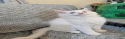 Maine Coon cats for sale: Maine Coon  - Advert 8