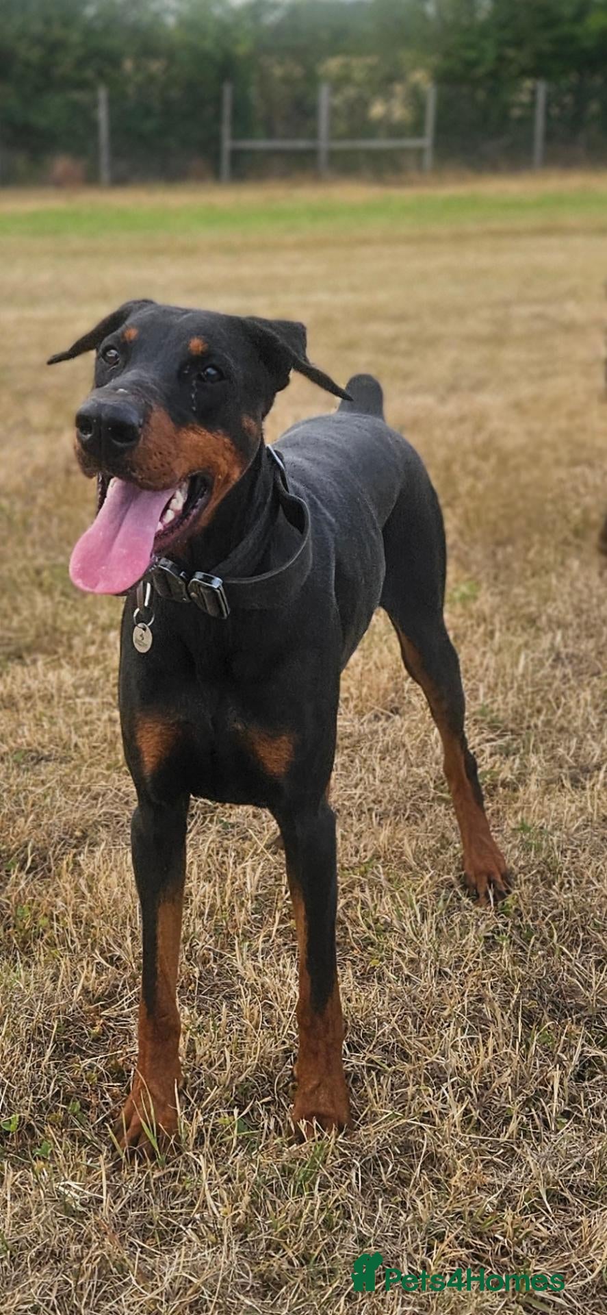 Dobermann dogs Black and tan imported female - Advert 1