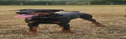 Dobermann dogs for sale: Black and tan imported female - Advert 1