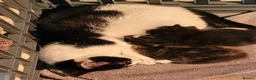 Mixed Breed cats for sale: Beautiful Kittens Ready For Their New Homes - Advert 5