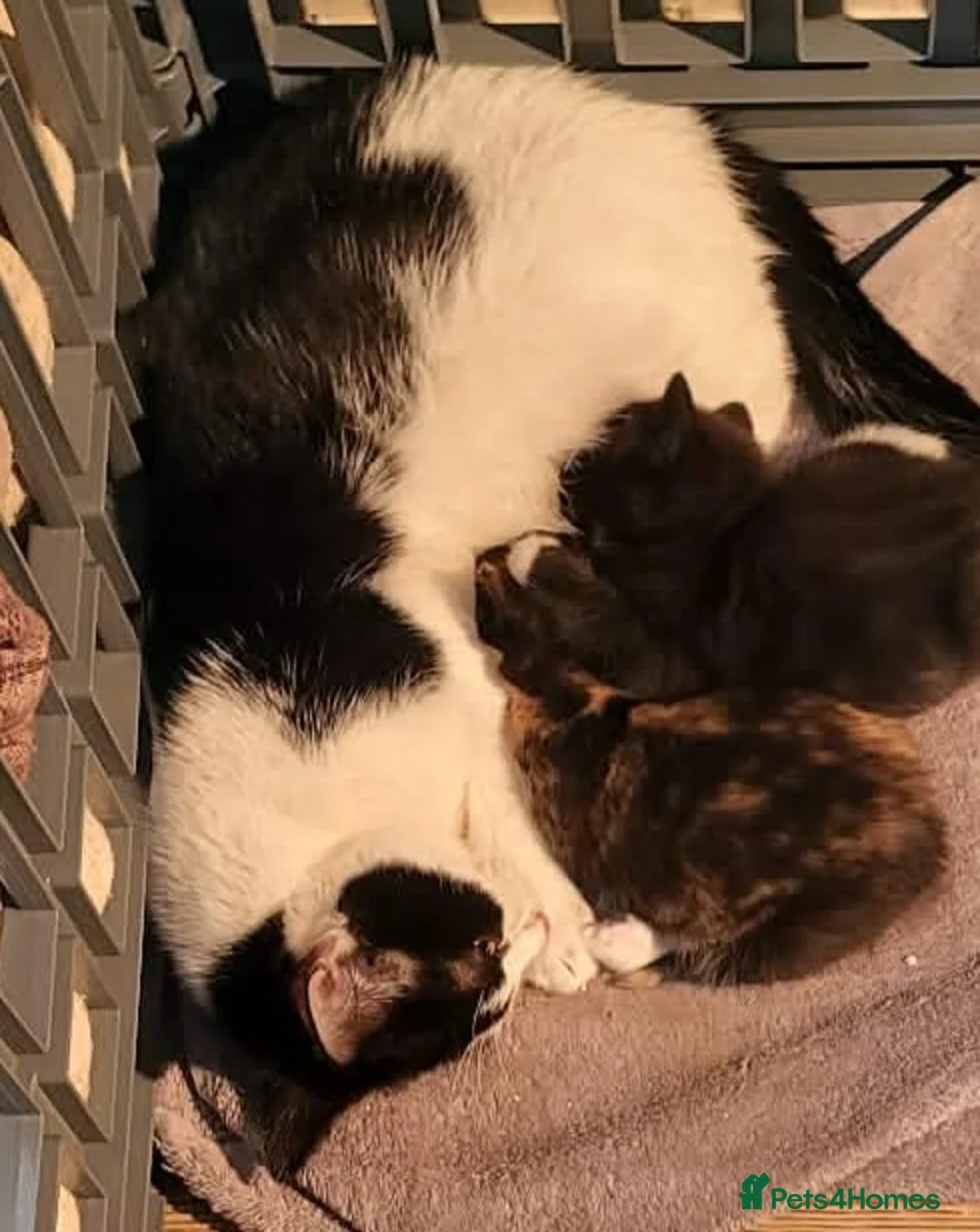 Mixed Breed cats for sale: Beautiful Kittens Ready For Their New Homes - Advert 5