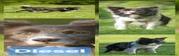 Border Collie dogs for sale: Border collie puppies  - Advert 7