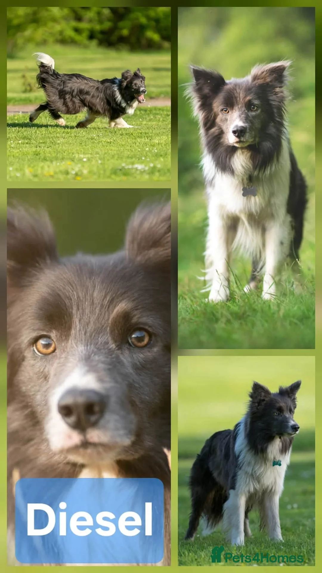 Border Collie dogs for sale: Border collie puppies  - Advert 7