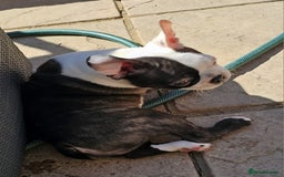 Boston Terrier dogs for sale: REDUCED!! Boston terriers DELIVERY!. - Image 7