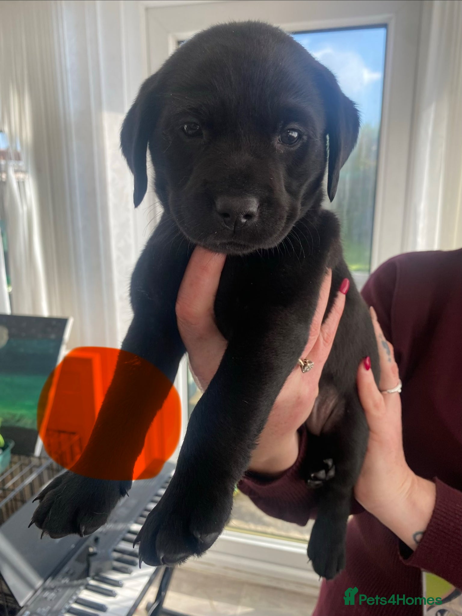 Labrador Retriever dogs Gamekeeper bred Working kc reg Labrador pups  - Advert 3