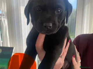Labrador Retriever dogs Gamekeeper bred Working kc reg Labrador pups - Advert 1