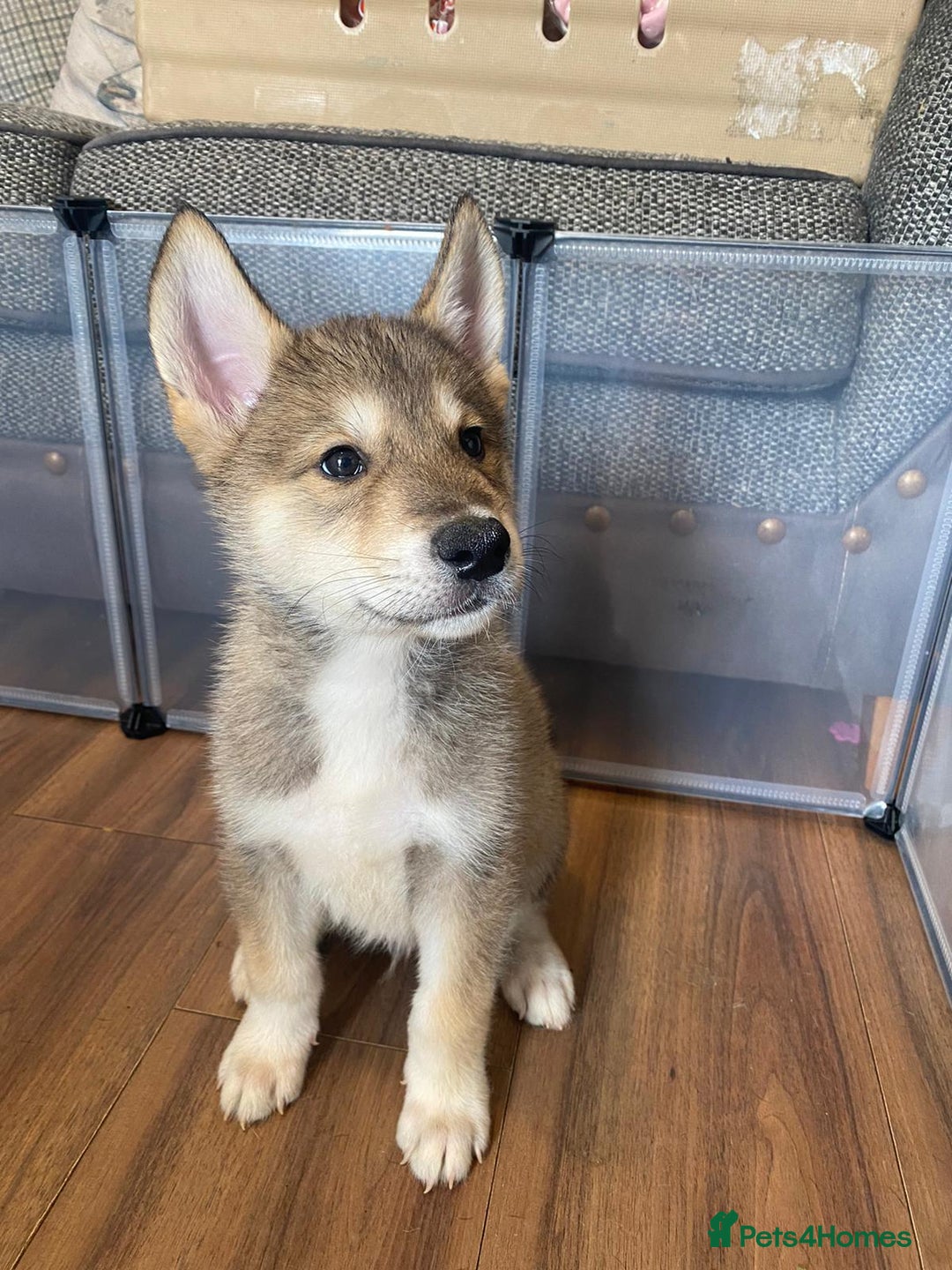 Mixed Breed dogs for sale: READY NOW! Beautiful Japanese Akita Puppies - Image 13