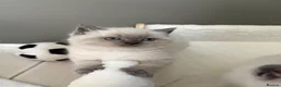 Scottish Fold cats for sale: Scottish fold British shorthair kittens  - Advert 6