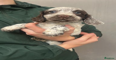 Cocker Spaniel dogs - Advert 4