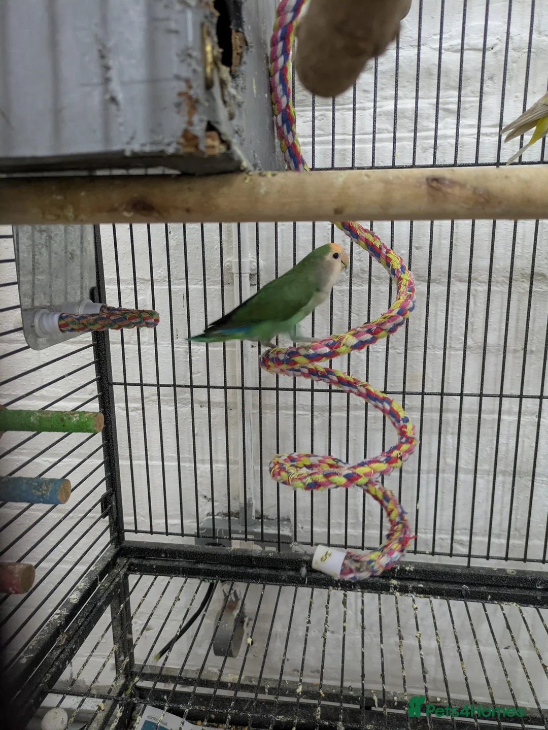 Lovebirds birds for sale: 2 Fischer lovebirds yellow and green  - Advert 1