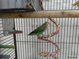 Lovebirds birds 2 Fischer lovebirds yellow and green - Advert 2