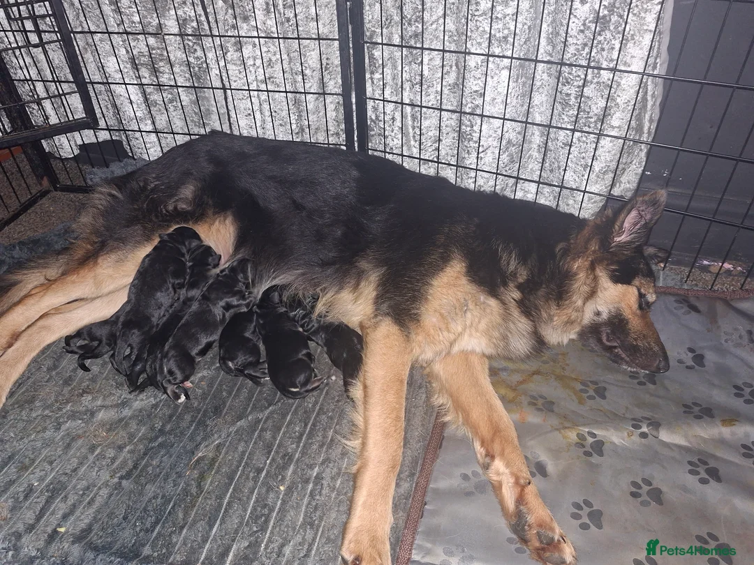 Golden Shepherd dogs for sale: Gorgeous golden Shepherds - Advert 1