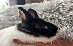 Netherland Dwarf rabbits for sale: Netherland Dwarf Rabbits For Sale - Image 5