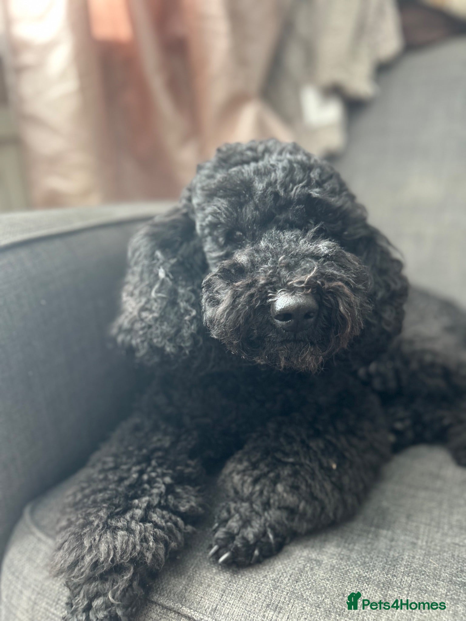 Miniature Poodle dogs Rich Black Mini Poodle Stud!  - Advert 1