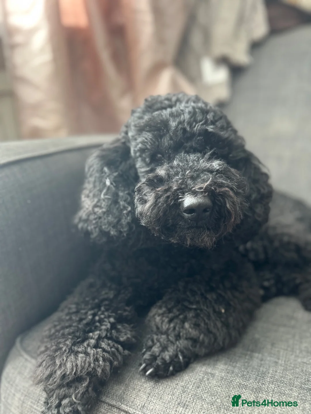 Miniature Poodle dogs for stud: Rich Black Mini Poodle Stud!  - Advert 1