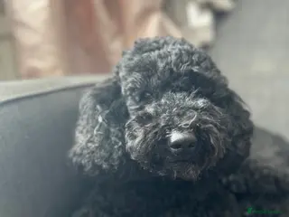 Miniature Poodle dogs Rich Black Mini Poodle Stud! - Advert 2