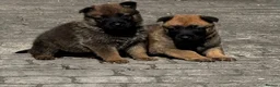 Mixed Breed dogs for sale: Beautiful GSD x Belgian Malinois Pups  - Advert 3