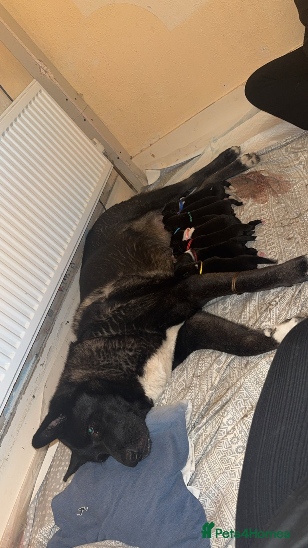 Akita dogs for sale: Black Mask American Akita Puppies - Advert 1