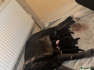 Akita dogs Black Mask American Akita Puppies - Advert 1