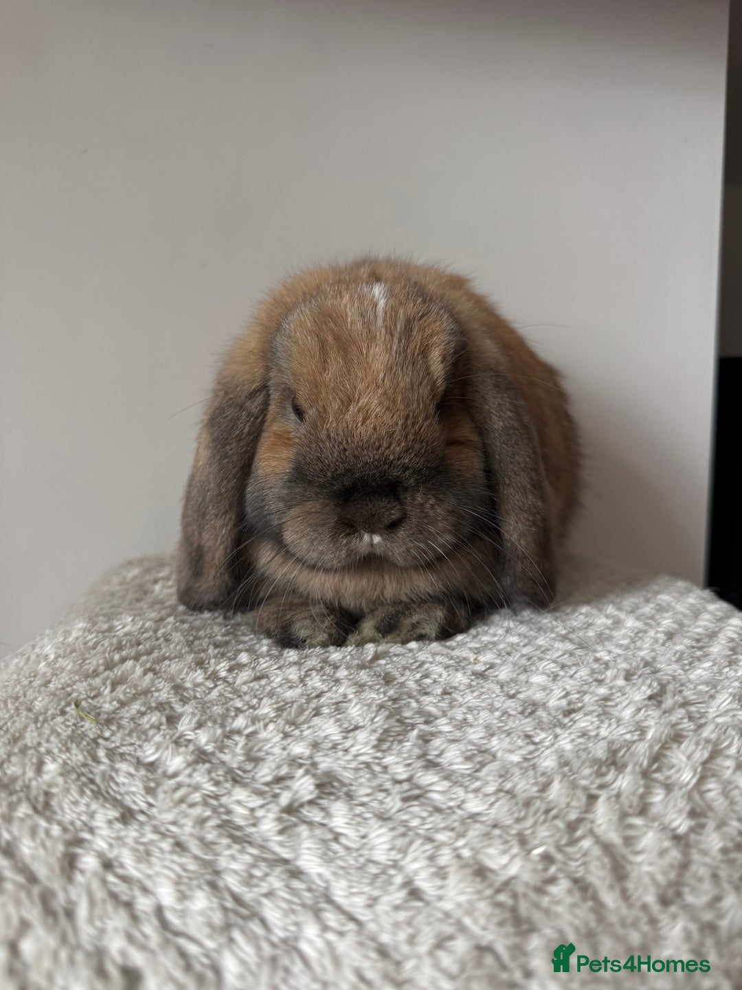 Mini Lop rabbits for sale: Pure Bred Mini lops  - Image 9