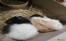 Guinea Pig rodents for sale: 2 female Guinea pigs - Image 2